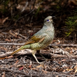 Ptilonorhynchus violaceus at Acton, ACT - 12 Jan 2022