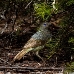 Ptilonorhynchus violaceus at Acton, ACT - 12 Jan 2022