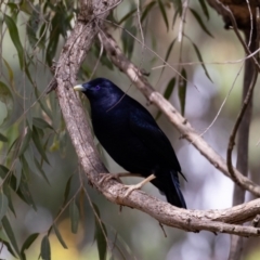 Ptilonorhynchus violaceus at Acton, ACT - 12 Jan 2022