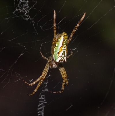 Plebs bradleyi (Enamelled spider) at Acton, ACT - 11 Jan 2022 by MarkT