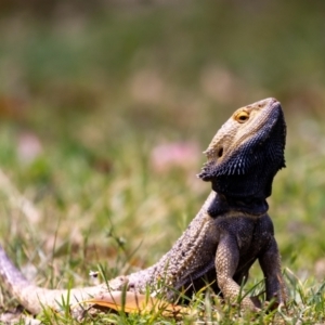 Pogona vitticeps at Acton, ACT - 12 Jan 2022 11:24 AM