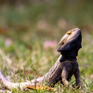 Pogona vitticeps at Acton, ACT - 12 Jan 2022