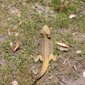 Pogona vitticeps at Acton, ACT - 12 Jan 2022