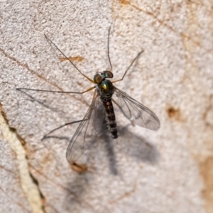 Heteropsilopus sp. (genus) at Acton, ACT - 12 Jan 2022