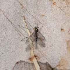 Heteropsilopus sp. (genus) at Acton, ACT - 12 Jan 2022