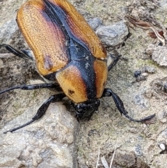 Chondropyga dorsalis (Cowboy beetle) at Gateway Island, VIC - 18 Jan 2022 by ChrisAllen