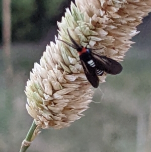 Hestiochora erythrota-tricolor-group at Gateway Island, VIC - 20 Jan 2022 06:31 AM