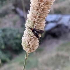 Hestiochora erythrota-tricolor-group at Gateway Island, VIC - 20 Jan 2022 06:31 AM