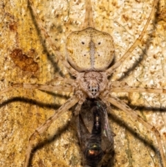 Tamopsis sp. (genus) (Two-tailed spider) at Acton, ACT - 12 Jan 2022 by MarkT