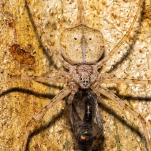 Tamopsis sp. (genus) at Acton, ACT - 12 Jan 2022 10:20 AM