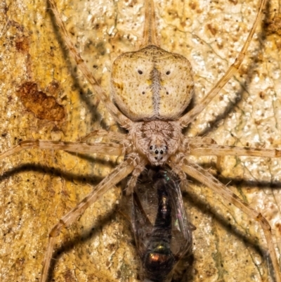 Tamopsis sp. (genus) (Two-tailed spider) at Acton, ACT - 11 Jan 2022 by MarkT