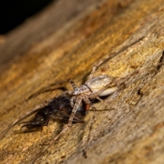 Tamopsis sp. (genus) at Acton, ACT - 12 Jan 2022