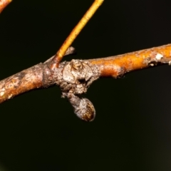 Dolophones turrigera (Turret spider) at ANBG - 11 Jan 2022 by MarkT