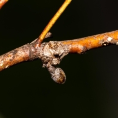 Dolophones turrigera (Turret spider) at Acton, ACT - 11 Jan 2022 by MarkT