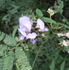 Glycine tabacina (Variable Glycine) at Corang, NSW - 20 Jan 2022 by LeonieWood