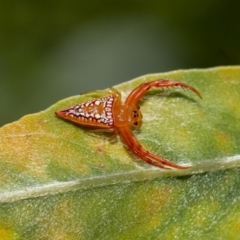 Arkys walckenaeri (Triangle spider) at Acton, ACT - 11 Jan 2022 by MarkT