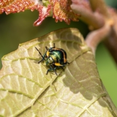 Scutiphora pedicellata (Metallic Jewel Bug) at Acton, ACT - 11 Jan 2022 by MarkT