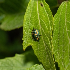 Scutiphora pedicellata at Acton, ACT - suppressed