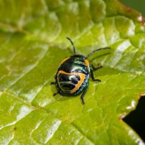 Scutiphora pedicellata at Acton, ACT - suppressed