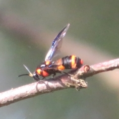 Pterygophorus cinctus (Bottlebrush sawfly) at Flynn, ACT - 15 Jan 2022 by Christine