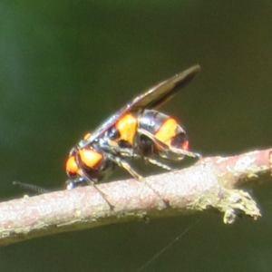 Pterygophorus cinctus at Flynn, ACT - 15 Jan 2022