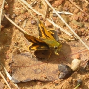 Ocybadistes walkeri at Harrington Park, NSW - 10 Jan 2022 10:31 AM