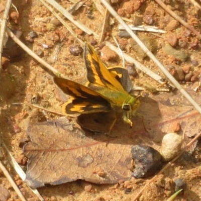 Ocybadistes walkeri (Green Grass-dart) at Harrington Park, NSW - 10 Jan 2022 by Christine