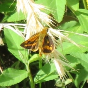 Ocybadistes walkeri at Harrington Park, NSW - 10 Jan 2022 10:31 AM