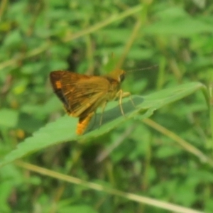 Ocybadistes walkeri at Harrington Park, NSW - 10 Jan 2022 10:31 AM