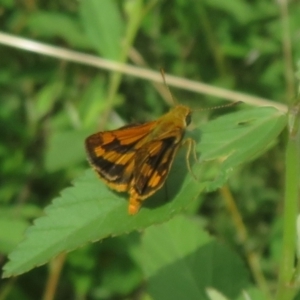 Ocybadistes walkeri at Harrington Park, NSW - 10 Jan 2022 10:31 AM