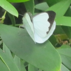 Elodina angulipennis at suppressed - 10 Jan 2022 01:53 PM