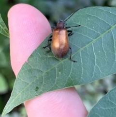Ecnolagria grandis (Honeybrown beetle) at Garran, ACT - 20 Jan 2022 by JaceWT