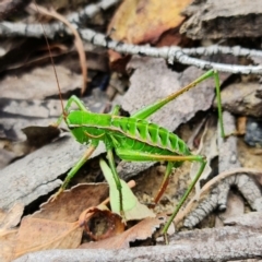 Chlorodectes baldersoni (A katydid) at Coolumburra, NSW - 19 Jan 2022 by RobG1