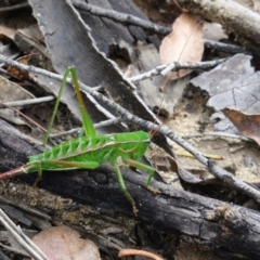 Chlorodectes baldersoni at Coolumburra, NSW - 19 Jan 2022