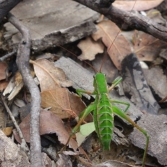 Chlorodectes baldersoni at Coolumburra, NSW - 19 Jan 2022