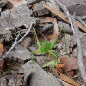 Chlorodectes baldersoni at Coolumburra, NSW - 19 Jan 2022