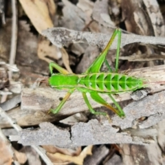 Chlorodectes baldersoni at Coolumburra, NSW - 19 Jan 2022