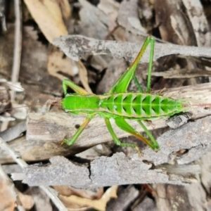 Chlorodectes baldersoni at Coolumburra, NSW - 19 Jan 2022 03:33 PM