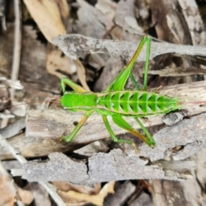 Chlorodectes baldersoni at Coolumburra, NSW - 19 Jan 2022