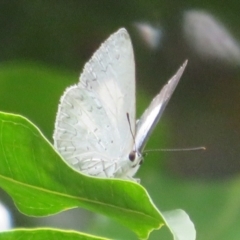 Candalides absimilis (Common Pencilled-Blue) at Mount Annan, NSW - 10 Jan 2022 by Christine