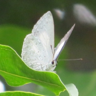 Candalides absimilis (Common Pencilled-Blue) at Mount Annan, NSW - 10 Jan 2022 by Christine