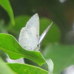 Candalides absimilis at suppressed - suppressed
