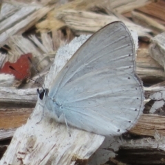 Candalides heathi (Rayed Blue) at Mount Annan, NSW - 10 Jan 2022 by Christine