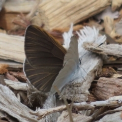 Candalides heathi at Mount Annan, NSW - 10 Jan 2022