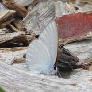 Candalides heathi at Mount Annan, NSW - 10 Jan 2022 02:27 PM