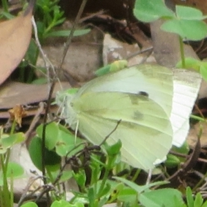 Pieris rapae at Mount Annan, NSW - 10 Jan 2022