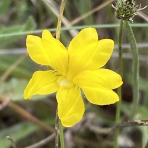 Goodenia pinnatifida at Yarrow, NSW - 20 Jan 2022