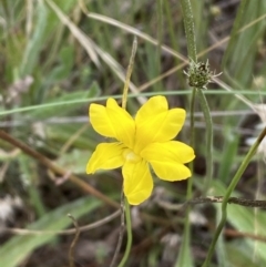 Goodenia pinnatifida at Yarrow, NSW - 20 Jan 2022 04:22 PM