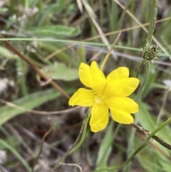 Goodenia pinnatifida at Yarrow, NSW - 20 Jan 2022 04:22 PM