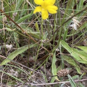 Goodenia pinnatifida at Yarrow, NSW - 20 Jan 2022